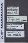 Etiketten zu Athous vittiger (NHMW-ZOO-COL-0008577)